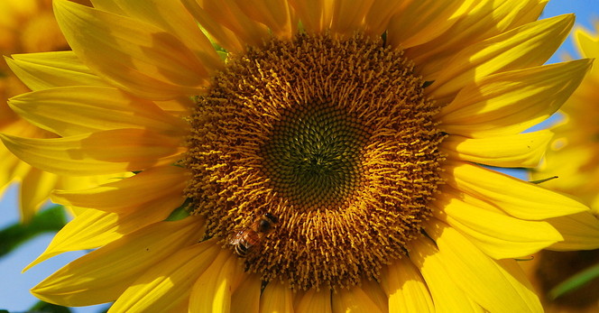 Sonnenblume