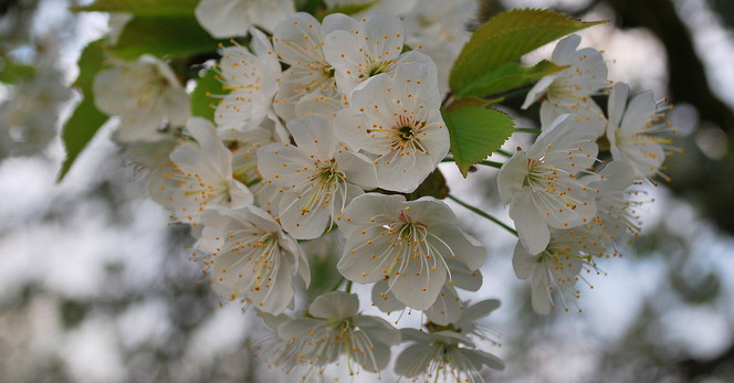 Kirschblüte