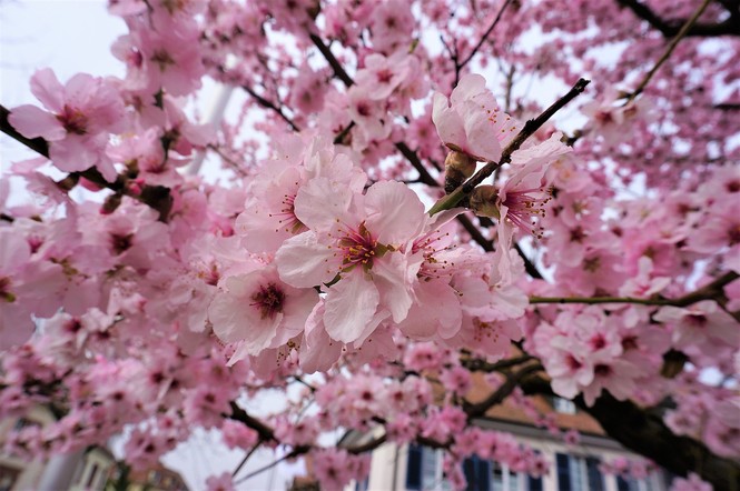 Blüte Rathaus