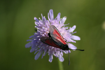 Schmetterling im Kaiserstuhl