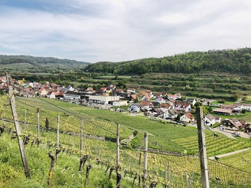 Achkarren Panorama in den Reben